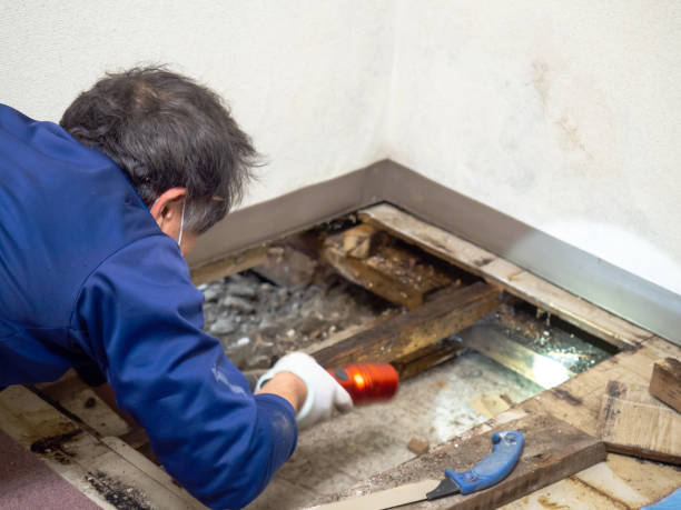 Best Emergency Mold Removal  in Bay Park, NY