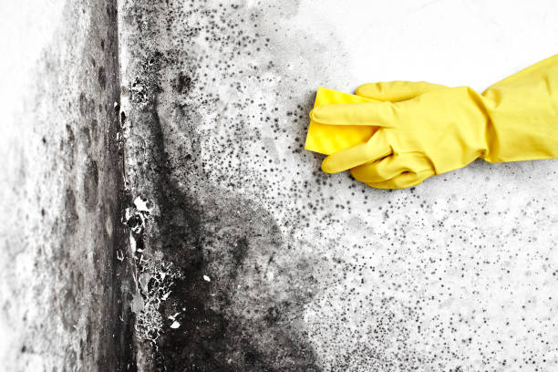 Best Best Mold Removal Companies  in Bay Park, NY