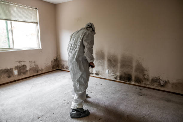 Trusted Bay Park, NY Mold Removal Experts