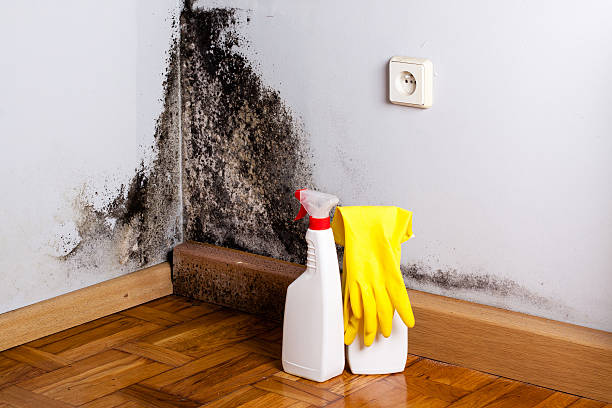 Best Emergency Mold Removal  in Bay Park, NY