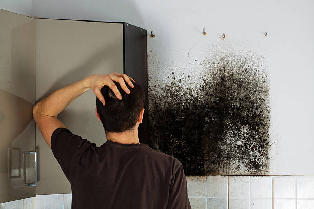 Best Office Mold Removal Services  in Bay Park, NY