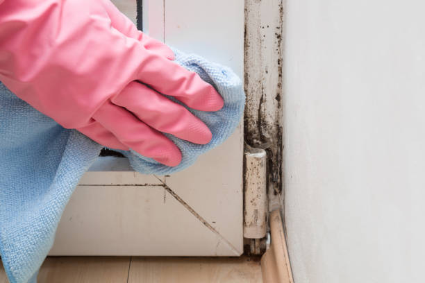 Best Attic Mold Removal  in Bay Park, NY